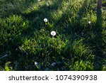 Small photo of dandelions green fealty background