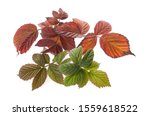 Rubus Saxatilis  Commonly...