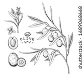 vector sketch olive decorative... | Shutterstock .eps vector #1689068668