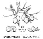 vector sketch olive decorative... | Shutterstock .eps vector #1690276918