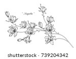magnolia  flowers drawing with... | Shutterstock .eps vector #739204342