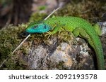 Lacerta viridis, Green and blue lizard with ticks, macro photo of a lizard, European green lizard