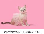 Small photo of Siamese Kitten wearing a pearl necklace and a pink tutu ballet skirt, pink background.