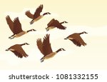 Flock Of Migrating Geese Flying....