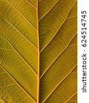 leaf texture  leaf background... | Shutterstock . vector #624514745