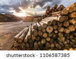 Pile Of Pine Logs In A Sawmill...