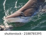 Small photo of bronze whaler or copper shark, Carcharhinus brachyurus, with the eye partially covered by the nictitating membrane, False Bay, South Africa