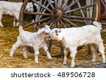 Two Young Goat Kids Next To An...