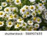 Closed up of Chamomile gardenfield a little yellowish white flowers commonly called German chamomile daisy.One of popular herb.