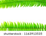 closeup green fern leaf... | Shutterstock . vector #1163913535