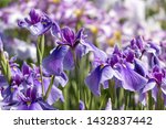 Iris  horikiri iris garden ...