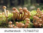 Honey Agaric Mushrooms Grow On...