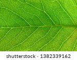 Close up leaf.  macro...