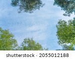 Small photo of tree crowns in springlike green, view from bottom up. fir and beech leaves. blue sky with copy space