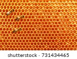 Bee Honeycombs With Honey And...