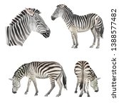 set of vector zebras. vector... | Shutterstock .eps vector #1388577482