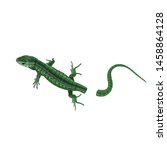 Green Lizard Lose Its Tail....