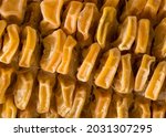 Dried Kernels On A Corn Cob 
