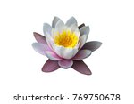 Water Lily Isolated On White...