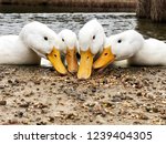Low Angle View Of The Beaks Of...