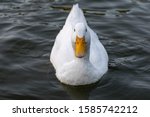 White Pekin Ducks  Also Known...
