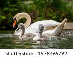 Small photo of Cygnets of mute swans, cygnus olor
