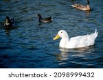 Large White Heavy Duck Also...