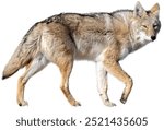 coyote isolated on white background.