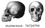 Vector Skull From Atlas...