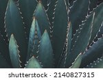 Spiky Agave Plant In Dark Blue Green Tone Color Natural Abstract Pattern Background