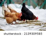 Small photo of Chicken farm. Rural chicken farm stable with lots of chickens walking outdoors on a winter day. Beautiful laying hens in the winter in the yard.