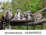 Lemurs Family