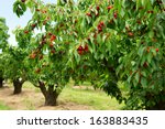 A photo of beautiful cherry trees with cherries in orchard.