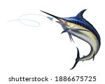 Big black marlin jumps out of the sea Bait Sea Octopus Skirt. Black Swordfish extreme fishing on the high seas. Holidays in the tropics and hobbies. 