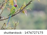 Small photo of The plum-headed parakeet is a parrot in the family Psittacidae. It is endemic to the Indian Subcontinent and was once thought to be conspecific with the blossom-headed parakeet.