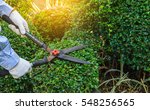 Pruning Shears For Cutting Tree ...