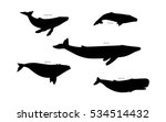Set Of Whale Species Icons....
