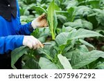 Small photo of agriculture holding tobacco leaves in the harvest season Farmer collecting tobacco leaves Farmers grow tobacco in the tobacco fields they grow in Thailand.