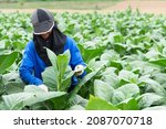 Small photo of agricultural woman holding tobacco leaves in the harvest season Farmer collecting tobacco leaves Farmers grow tobacco in the form of tobacco grown in Thailand.