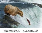 Grizzly Bear In Alaska Katmai...