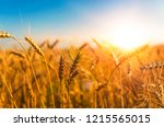wheat harvest, wheat field on the background of blue sky in the sun.  agriculture.