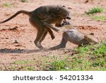Small photo of Chacma baboons involved in horseplay