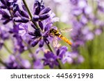Small photo of Yellow wasp (Meliscaeva cinctella) on lavender.