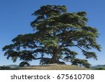 Cedar Tree Of Lebanon. A...