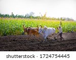 Young Indian Farmer Plowing At...