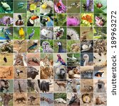Wildlife collage 