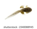 Small photo of A tadpole on white, macro shot, isolated