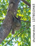 Small photo of Flying Lemur (Galeopterus variegatus) clings to a tree and rests during the day (nocturnal animal) in Tarutao National Park Thailand.