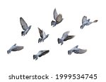 Movement Scene of Group of Rock Pigeons Flying in The Air Isolated on White Background with Clipping Path