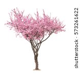 Blossoming Pink Sacura Tree...